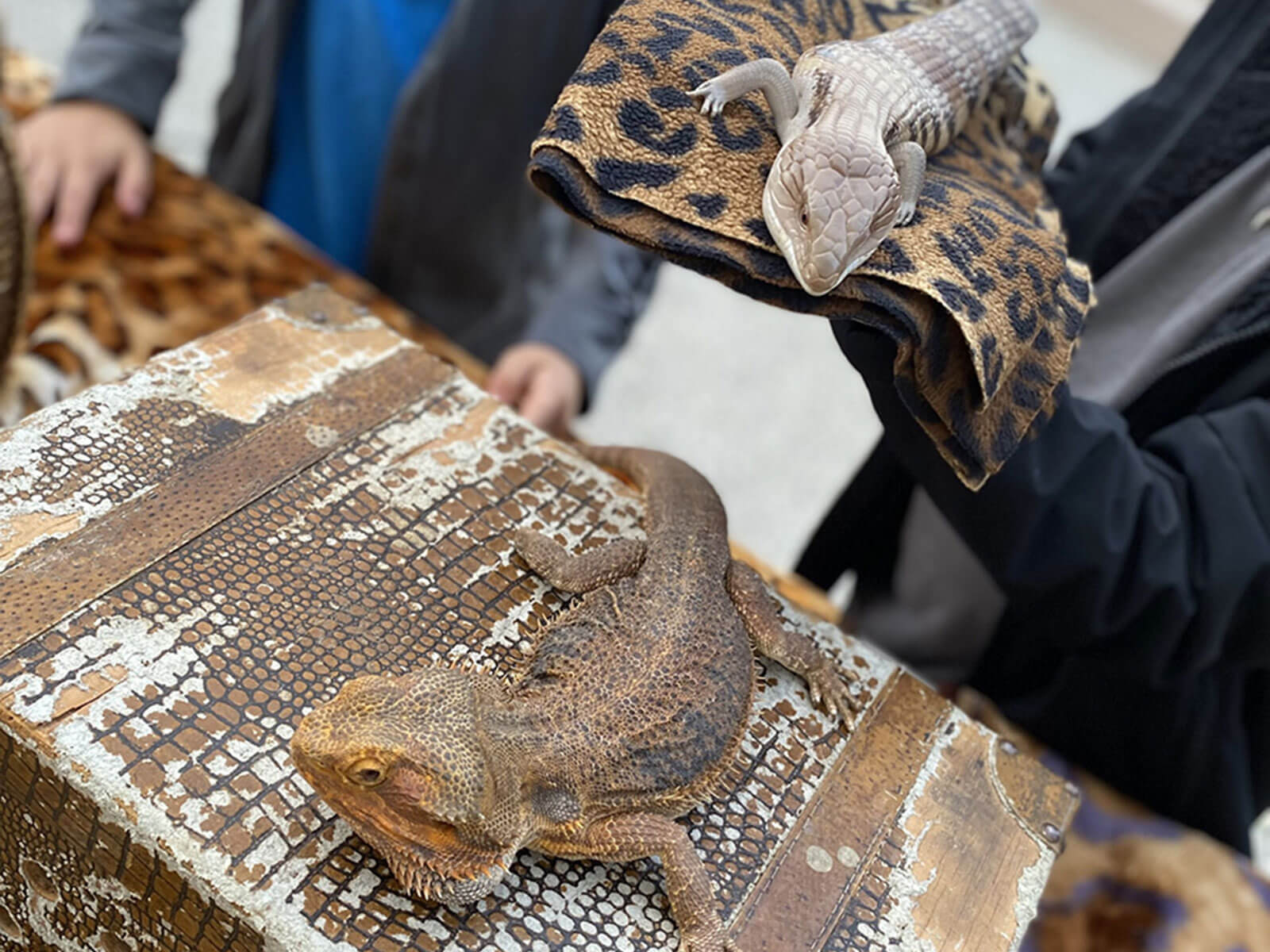 Thor´s Repltile Family show safari bonanza gallery