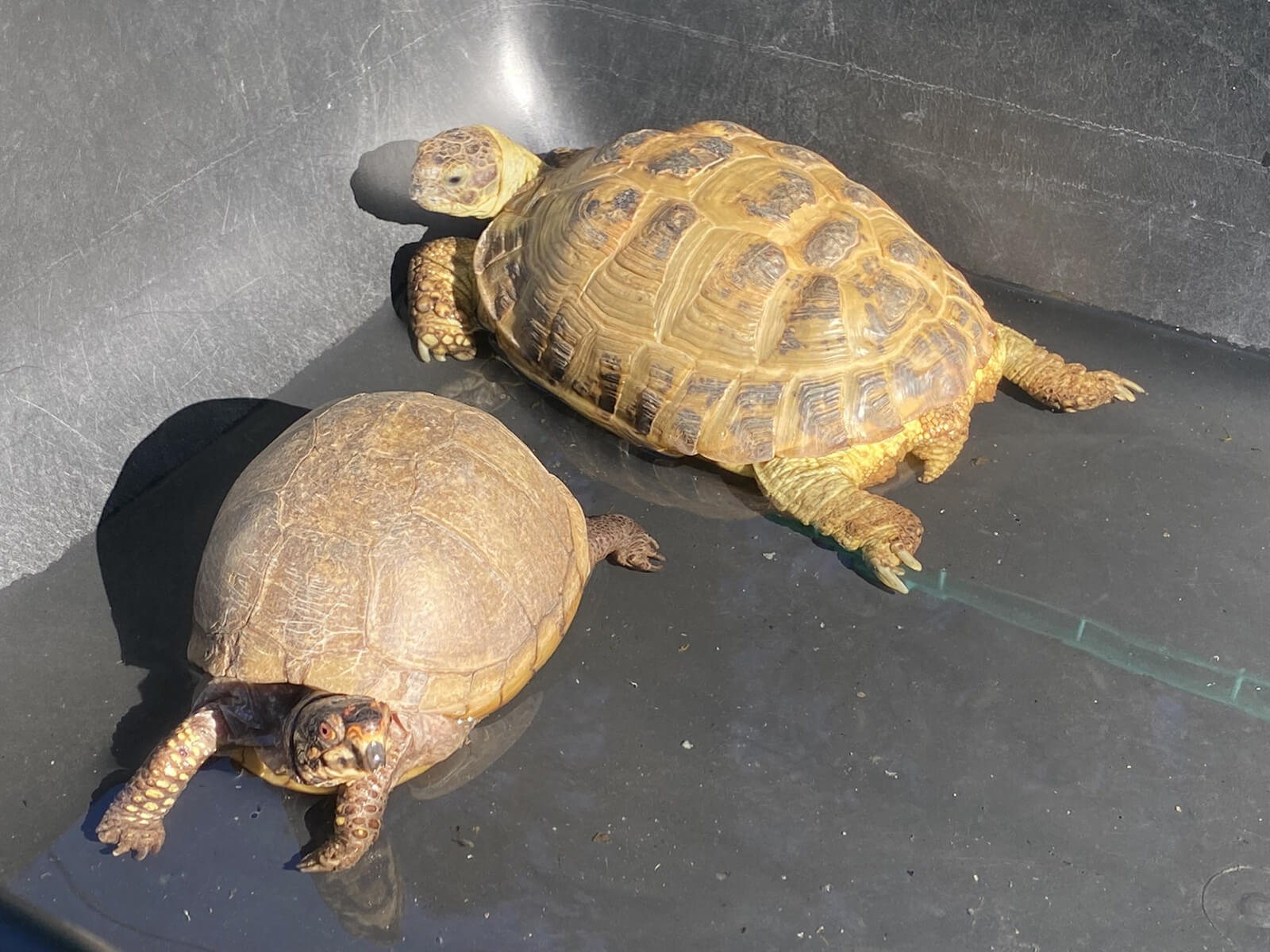 Thor´s Repltile Family show animal gallery