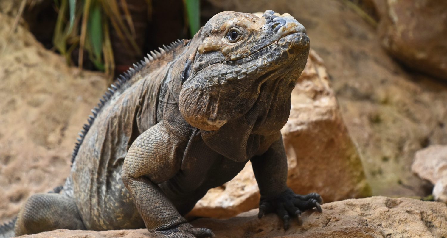 Close up profile portrait of male rhinoceros iguana (Cyclura cornuta) resting on rocks and looking at camera, low angle view